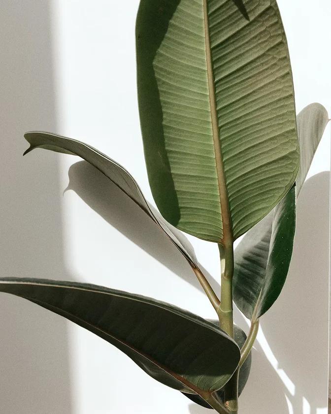 Close-up of a rubber plant with broad, green leaves against a white background, light casting shadows on the wall—creating a serene atmosphere that evokes tranquility and promotes a sense of health.